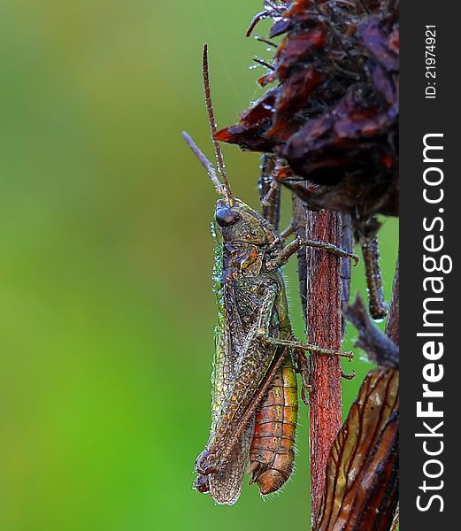 Slant-faced grasshopper early in the morning. Slant-faced grasshopper early in the morning.