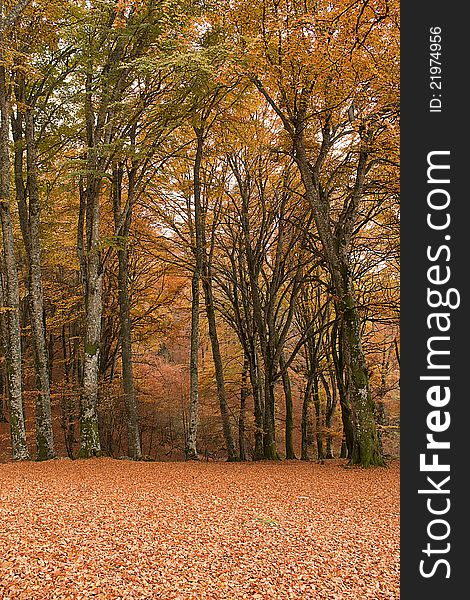 A perspective shot of a forest in autumn