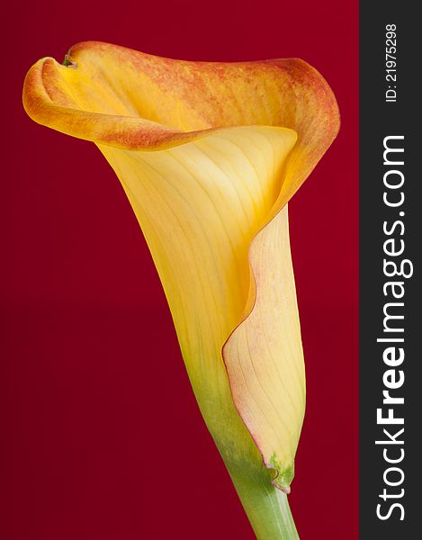 Beautiful yellow calla in the burgundy background. Beautiful yellow calla in the burgundy background.