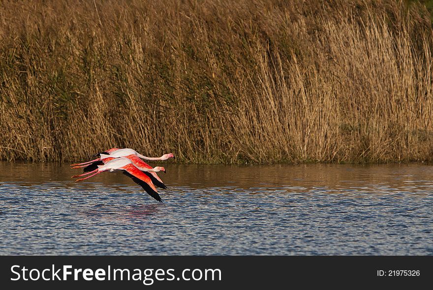Close to the water surface two Greater Flamingos (Phoenicopterus roseus) pass by in a calm flight. Close to the water surface two Greater Flamingos (Phoenicopterus roseus) pass by in a calm flight.