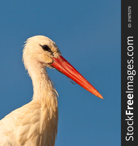 This close-up of a White Stork (Ciconia ciconia) shows the contrast between the white plumage and the intensively red bill. This close-up of a White Stork (Ciconia ciconia) shows the contrast between the white plumage and the intensively red bill.