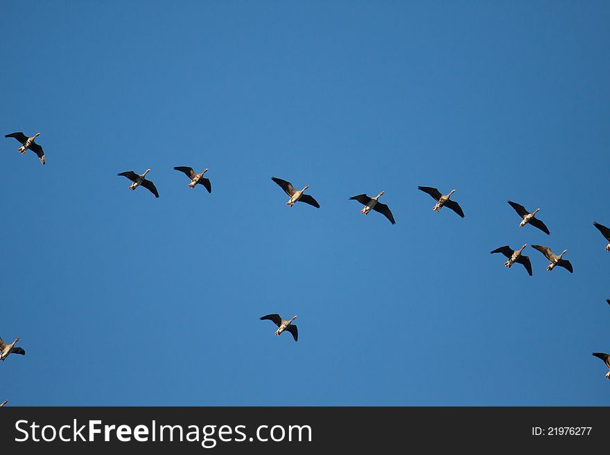 Geese formation is flying to their winter sites. Geese formation is flying to their winter sites