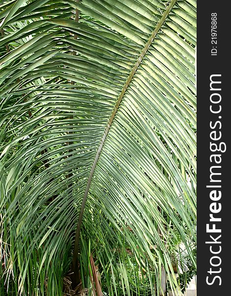 Palm Tree Tube