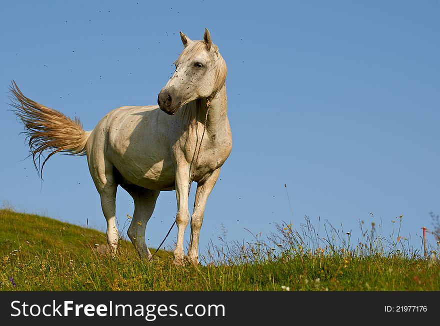White horse standing on a hill with a flock of flies around its head. White horse standing on a hill with a flock of flies around its head