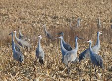 Sandhill Cranes Stock Photos Sandhill Cranes Stock Photos