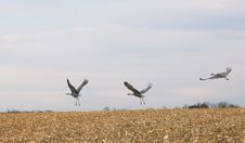 Sandhill Cranes In Flight Royalty Free Stock Photos Sandhill Cranes In Flight Royalty Free Stock Photos