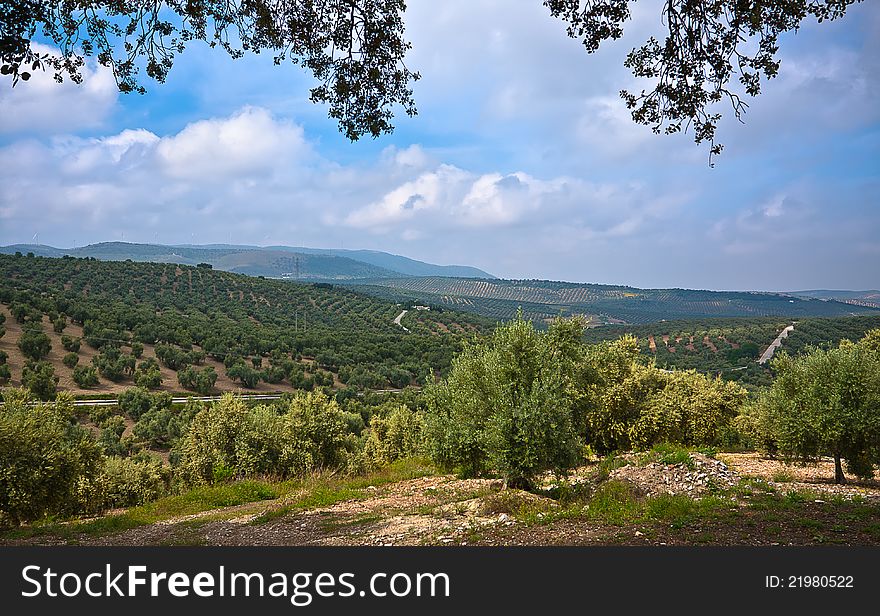 Magnificent panorama of surrounding olive groves by Villanueva De Algaidas, Andalusia, Spain. Magnificent panorama of surrounding olive groves by Villanueva De Algaidas, Andalusia, Spain