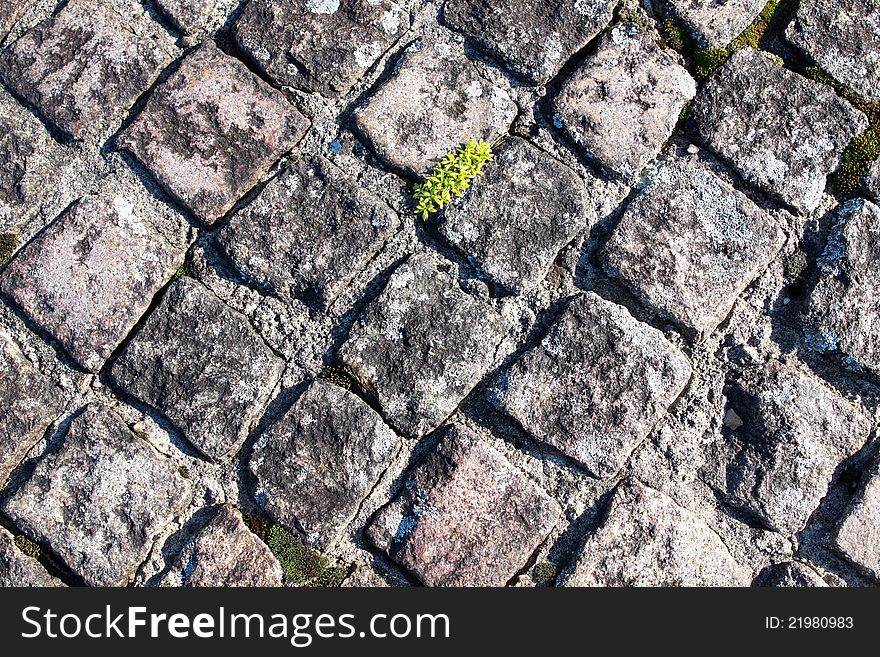 Background of gray paving and plants. Background of gray paving and plants