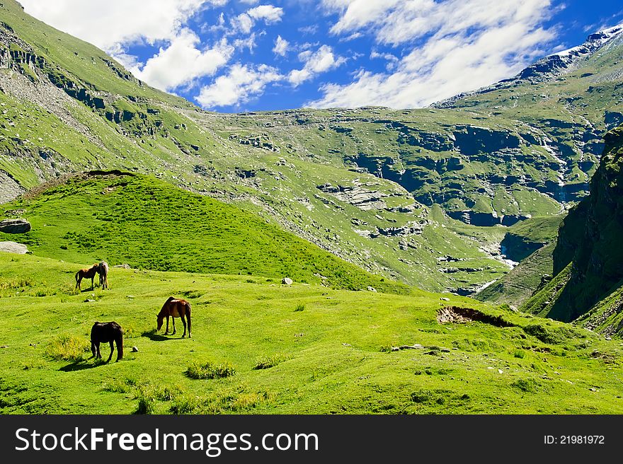 Wild horses on meadow in Himalaya mountains. Wild horses on meadow in Himalaya mountains