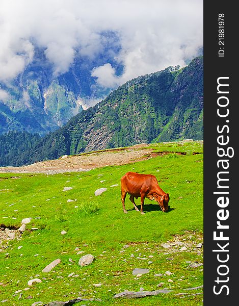 Wild red cow on meadow in Himalaya mountains. Wild red cow on meadow in Himalaya mountains