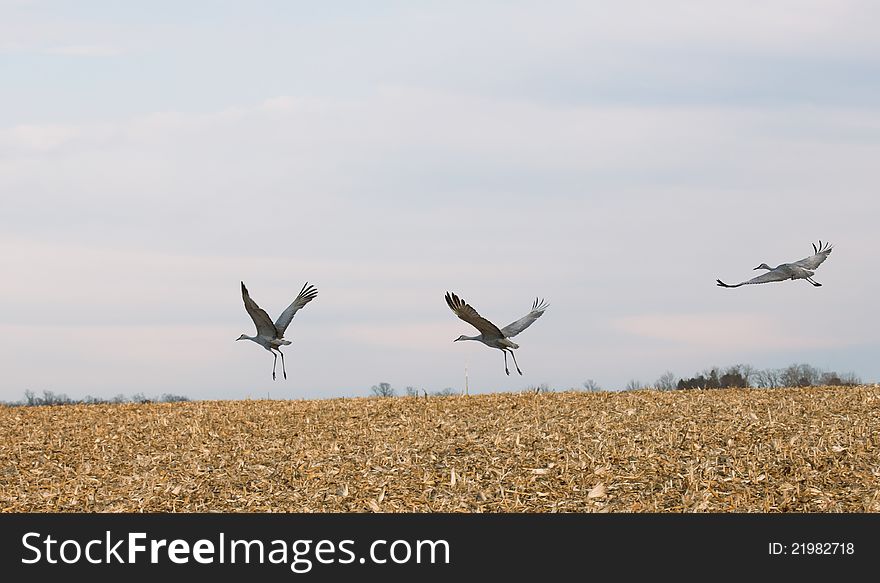 Sandhill Cranes in flight over cornfield.