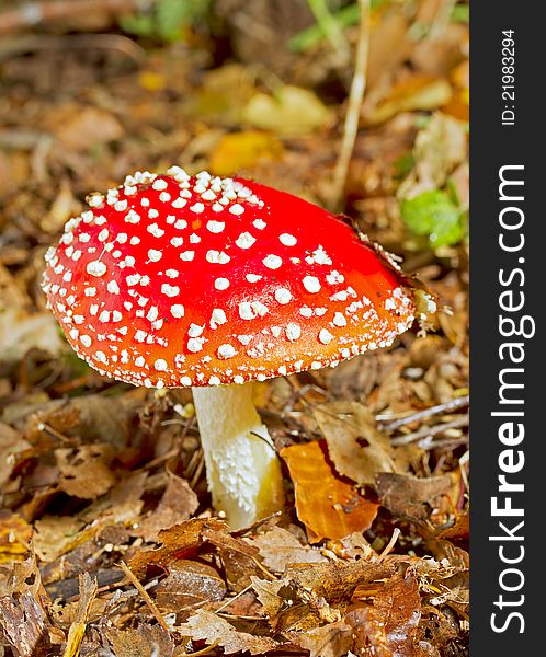 Fly agaric growing in forest