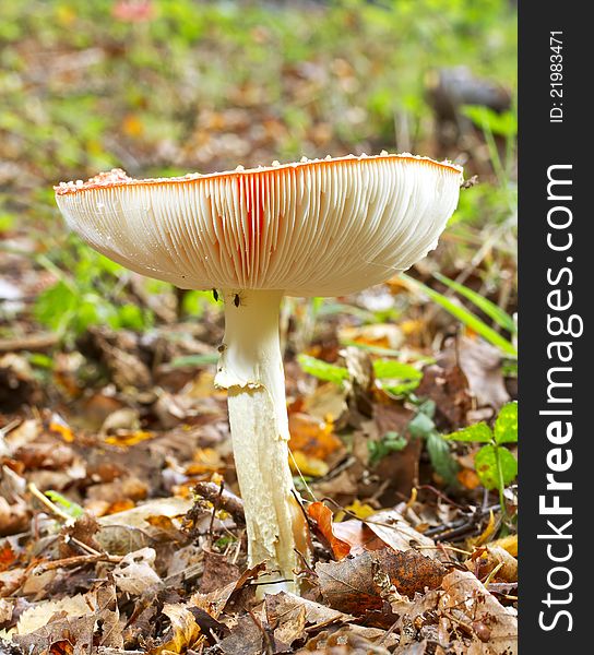 Side view of fly agaric showing gills