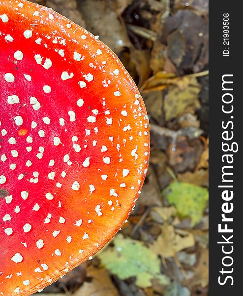 Fly agaric cap close up