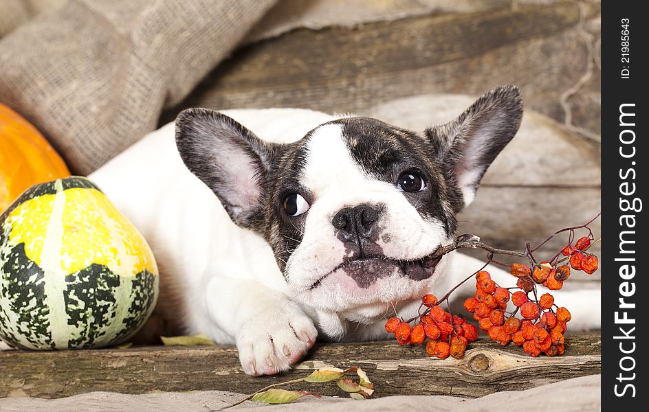 French bulldog puppyon a vintage background