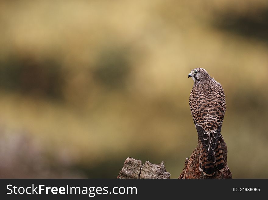 A captive female Kestrel,Falco tinnunculus,perched on a tree stump