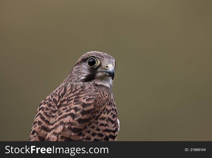 A close-up of a captive female Kestrel,Falco tinnunculus with a green background.