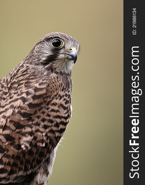 A close-up of a captive female Kestrel,Falco tinnunculus with a green background.