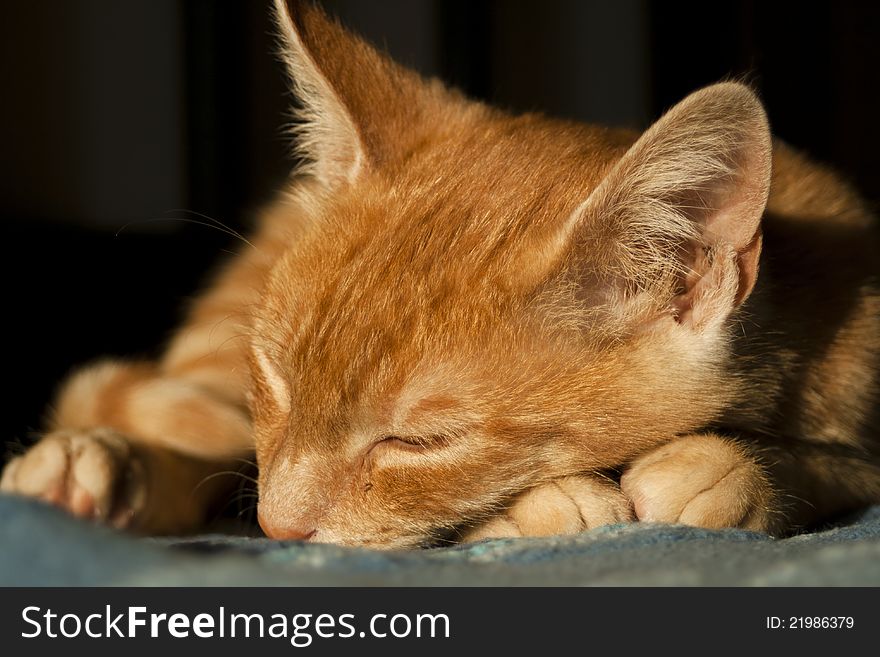 Cute kitten sleeping on bed