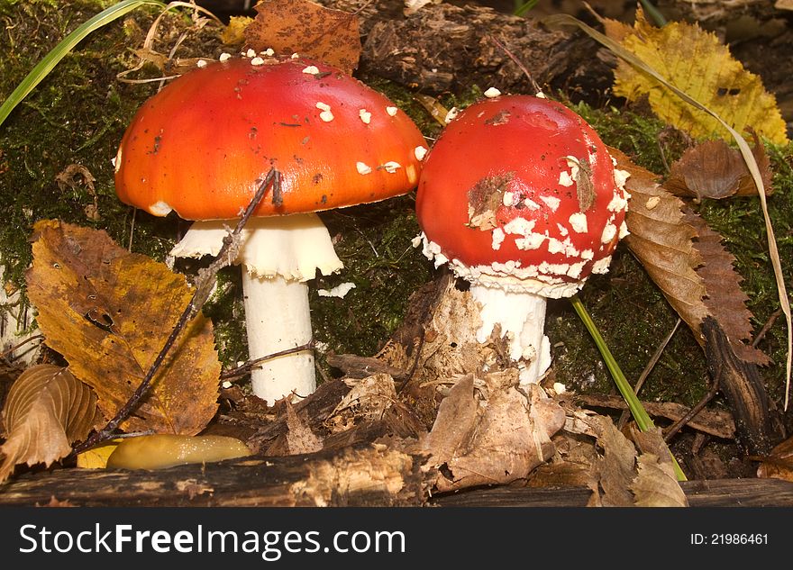 Two small fly agarics in the underwood