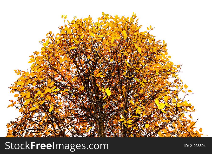 Colorful autumn leaves tree top isolated on white. Colorful autumn leaves tree top isolated on white
