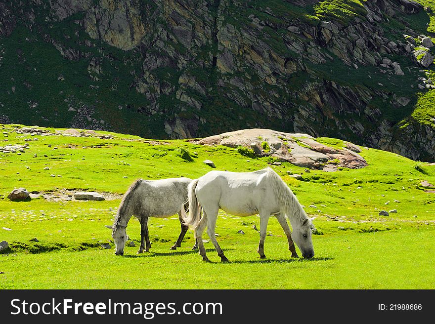 Wild horses on meadow in Himalaya mountains. Wild horses on meadow in Himalaya mountains