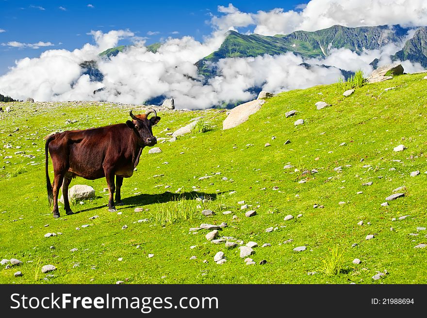 Wild skinny cow on meadow in Himalaya mountains. Wild skinny cow on meadow in Himalaya mountains