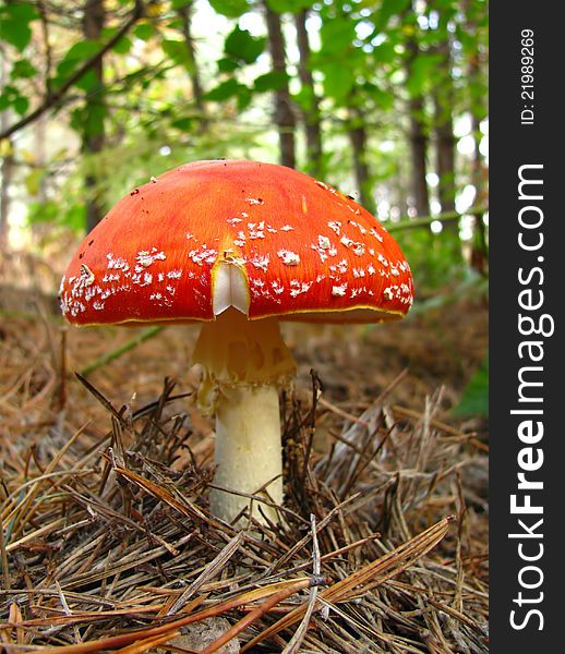Red fly agaric in wood among needles