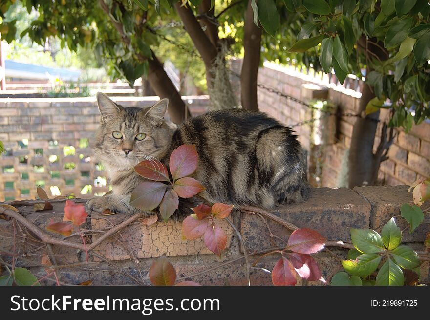 Feral cats. Outdoor cats .Moggies . Mixed breed cats.