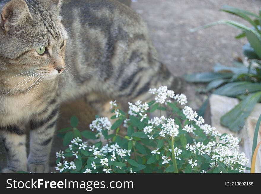 Feral cats. Outdoor cats .Moggies . Mixed breed cats.