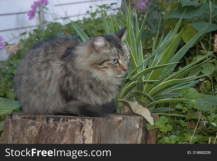 Feral cats. Outdoor cats .Moggies . Mixed breed cats.