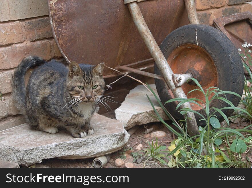 Feral cats. Outdoor cats .Moggies . Mixed breed cats.