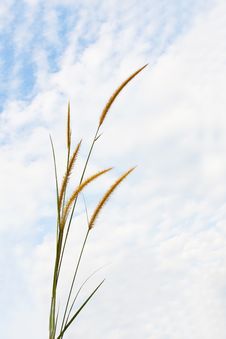 Pampas Grass Royalty Free Stock Photo Pampas Grass Royalty Free Stock Photo
