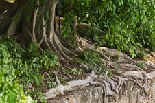 Tree Roots Stock Photography Tree Roots Stock Photography