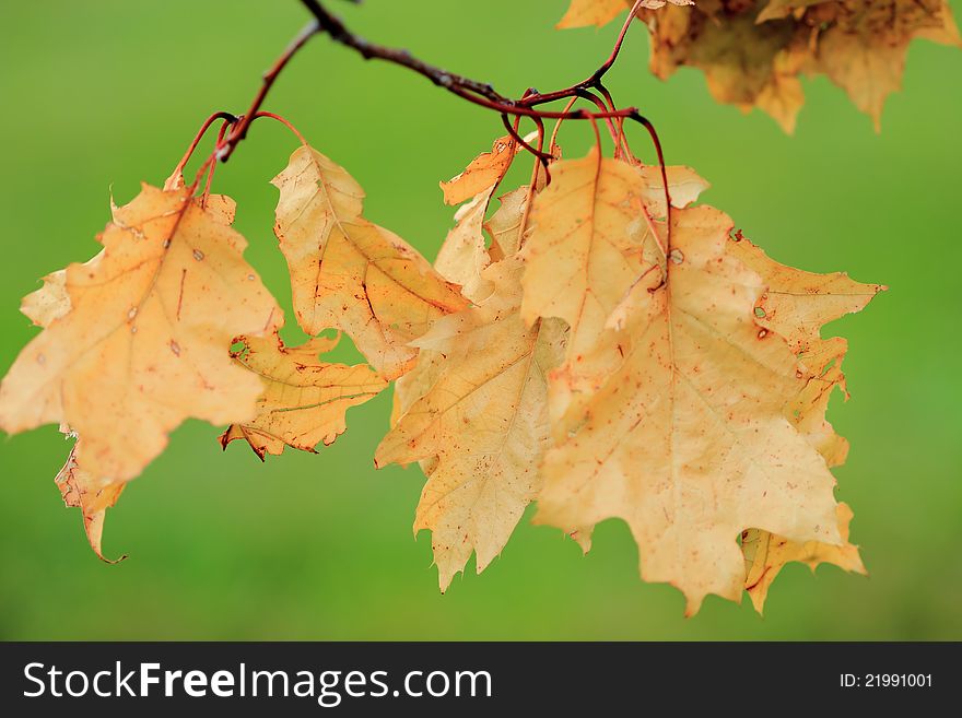 Dry Fall Leaves