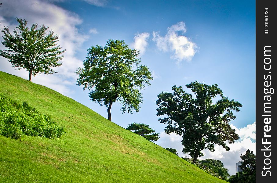 Three Green Trees On A Hill Side By Side