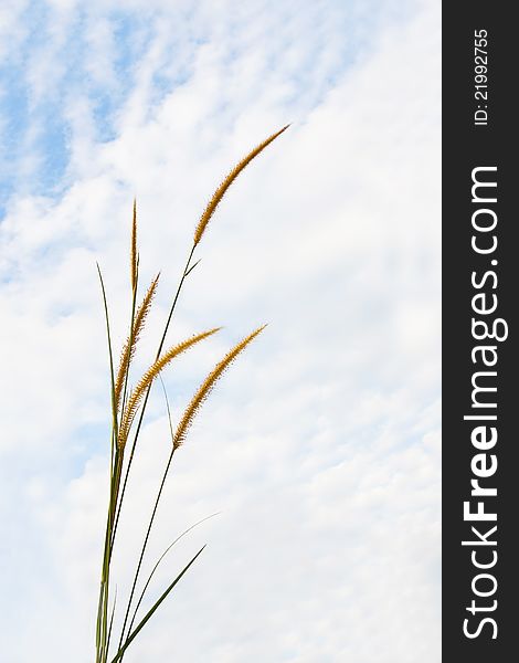 Pampas grass on sky background