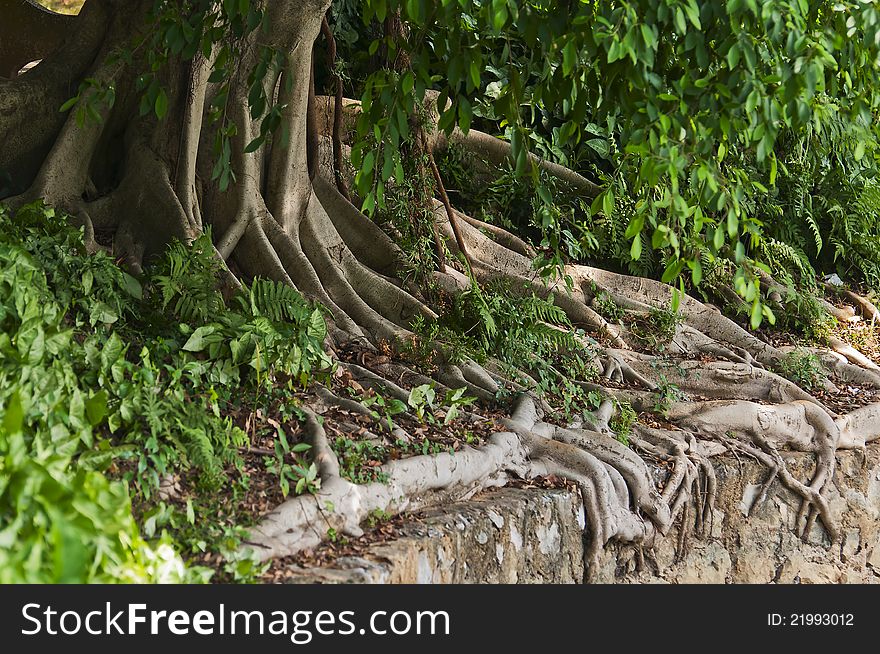 Details of above ground roots of a tree in the park. Details of above ground roots of a tree in the park.