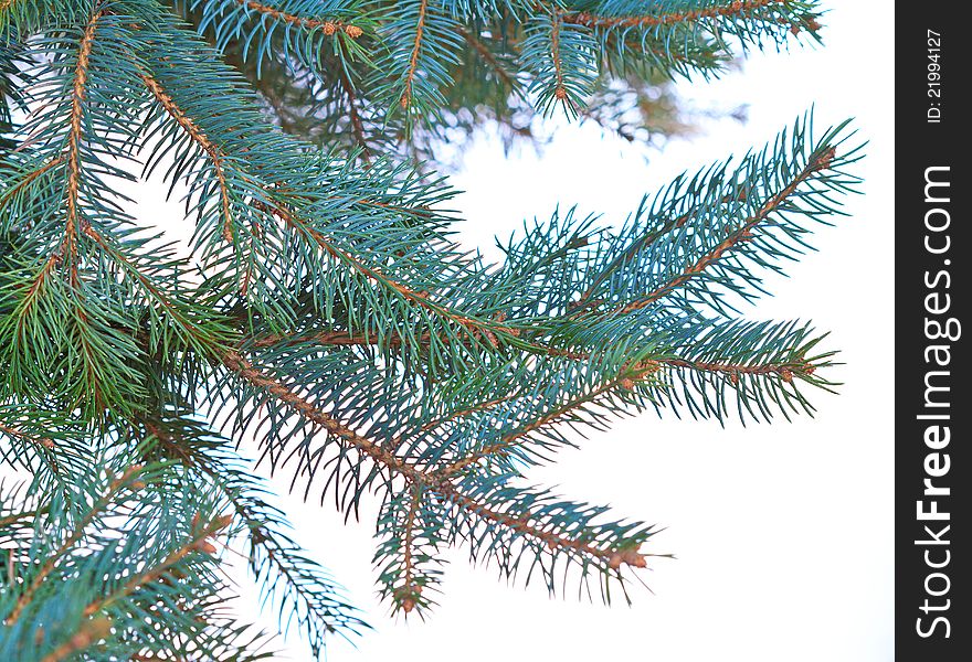 Conifer branches on a white background. Conifer branches on a white background