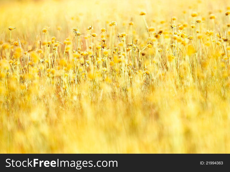 Grass with small yellow flower in sunlight. Grass with small yellow flower in sunlight