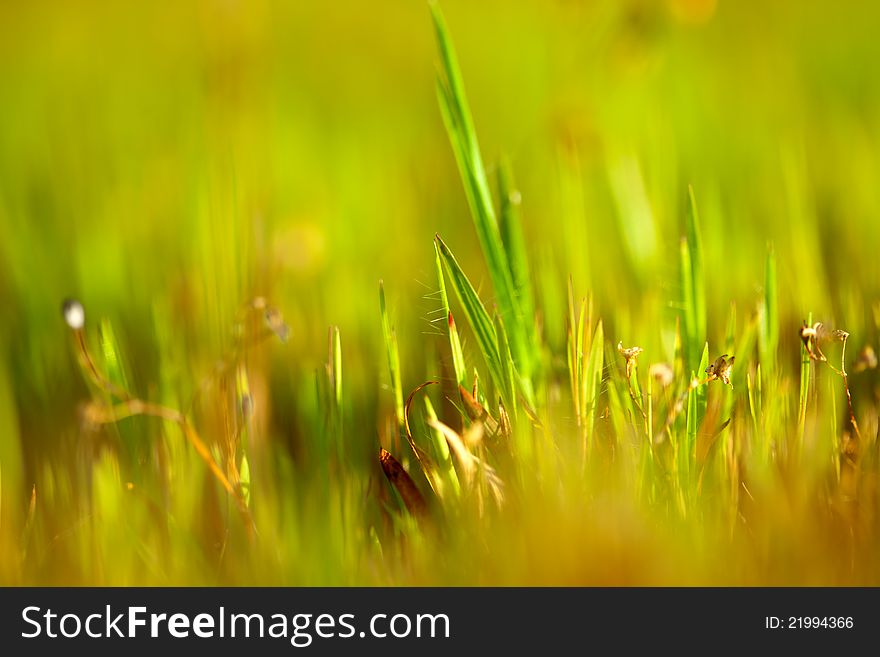 Grass with heavy green background in sunlight