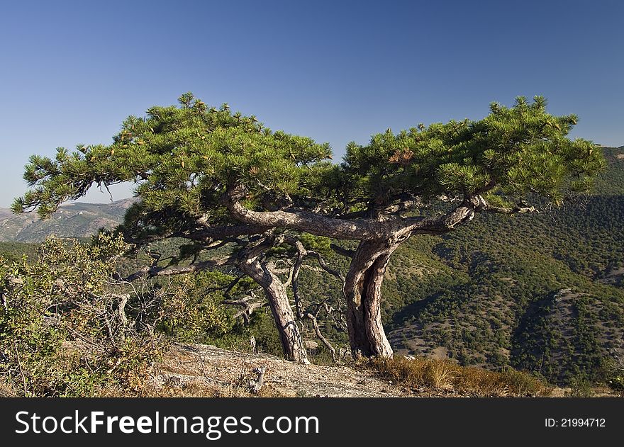 Pine in the Crimean mountains. Pine in the Crimean mountains.