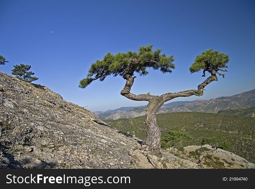 Pine in the Crimean mountains. Pine in the Crimean mountains.