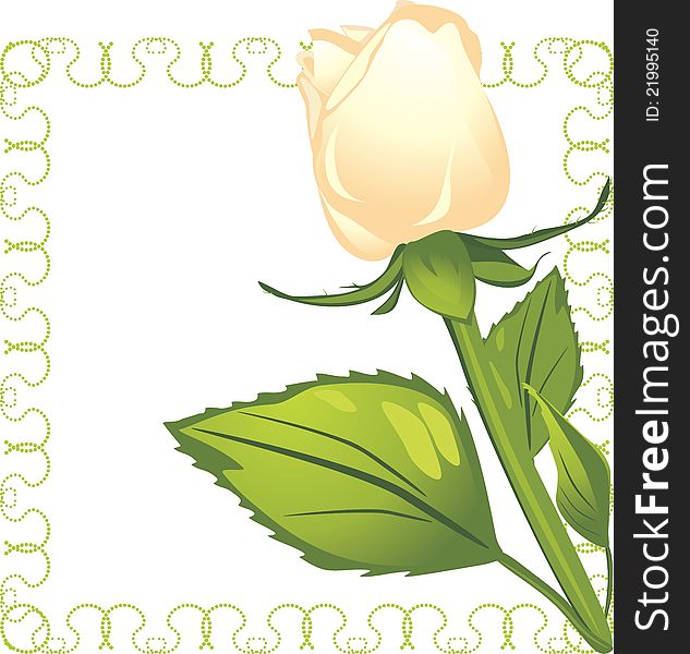 White rose in the decorative frame. Illustration