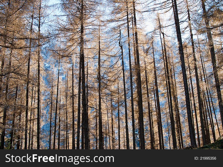 Typical alp wood in Slovenia. Typical alp wood in Slovenia.