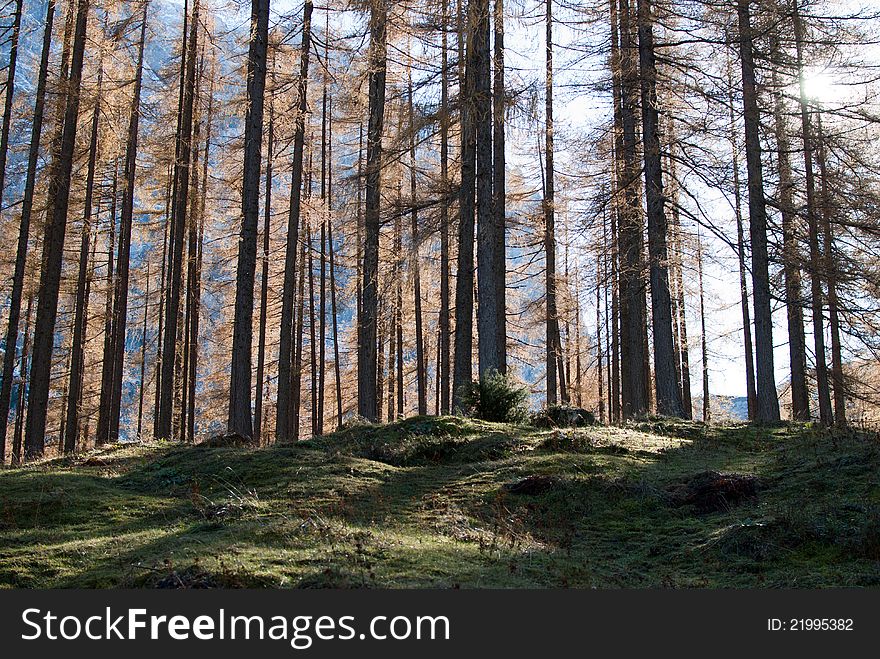 Typical alp wood in Slovenia. Typical alp wood in Slovenia.