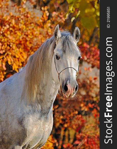 Portrait of  horse in autumn forest