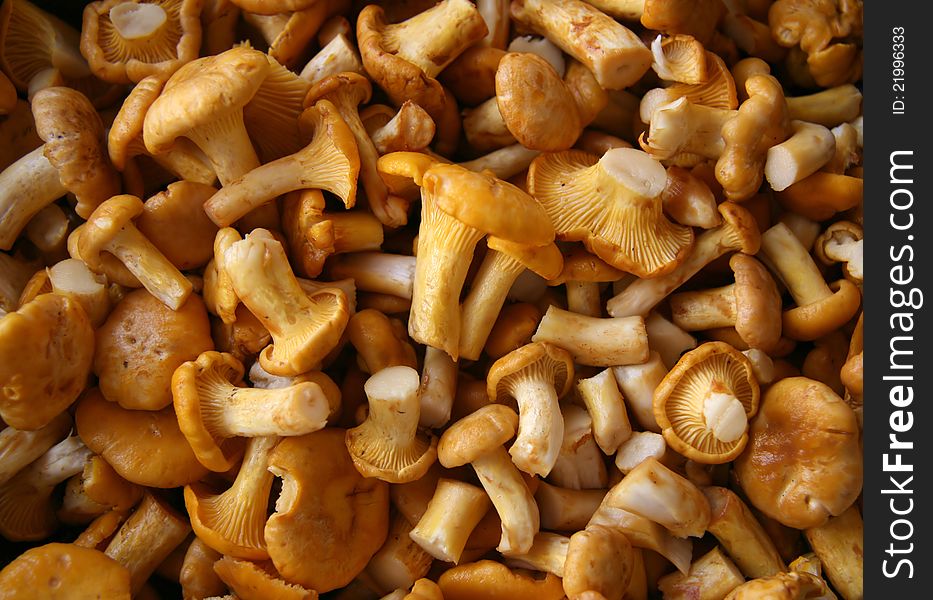 The cut off fresh mushrooms. The cut off fresh mushrooms