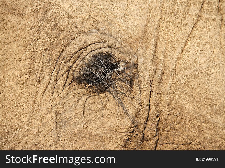 Elephant eye in Zimbabwe - closeup