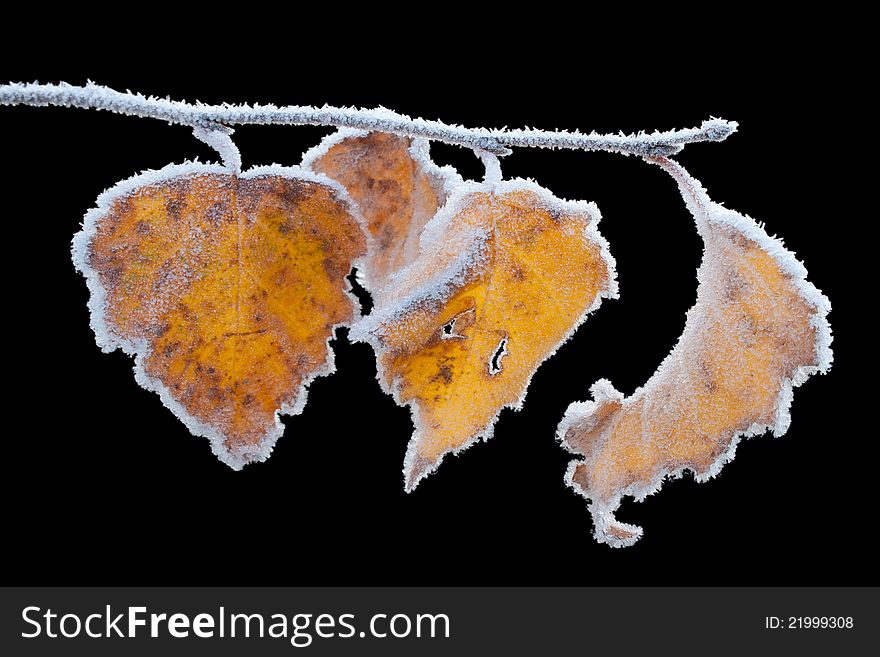 Frozen leaves, isolated on black